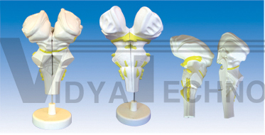 The model of brainstem sagittal section